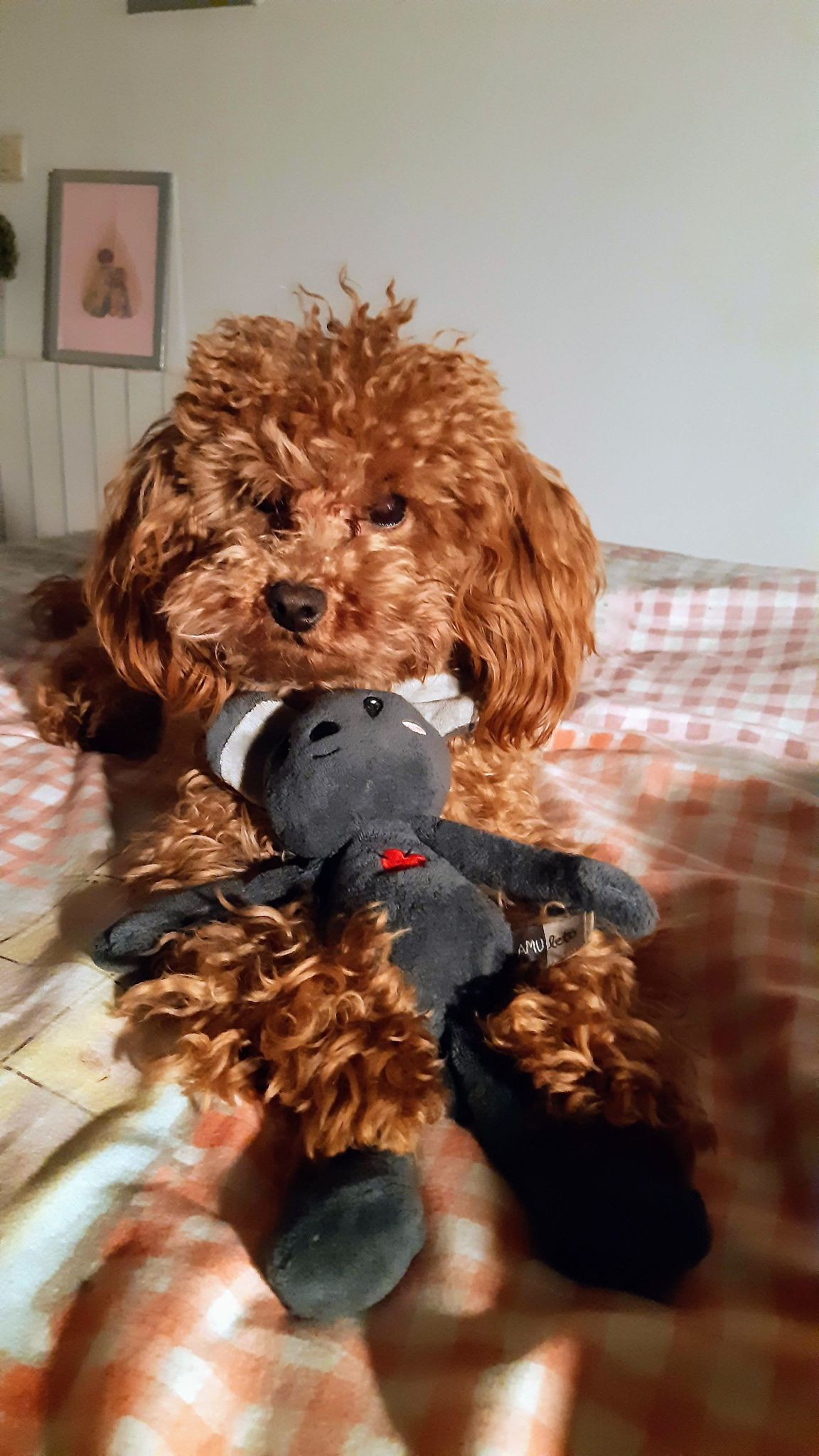 Caniche Toy feliz